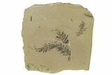 Dawn Redwood (Metasequoia) Fossils - Montana #165255-1